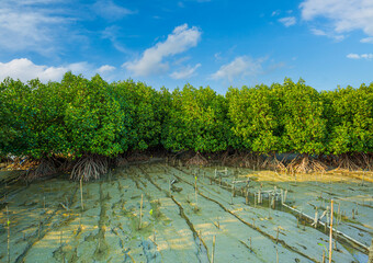 Mangrove forest,River along the mangrove trees,Mangrove forests play a vital role in tropical areas...
