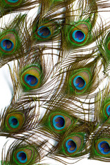 Macro peacock feathers on white background,Clothing and home decoration. Peacock feather on white background.