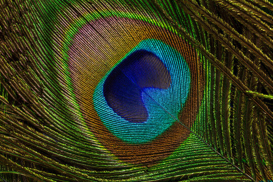macro peacock feathers,Colorful and artistic peacock feathers, here is a macro image of an illuminated arrangement of peacock feathers.