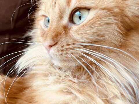 Ginger