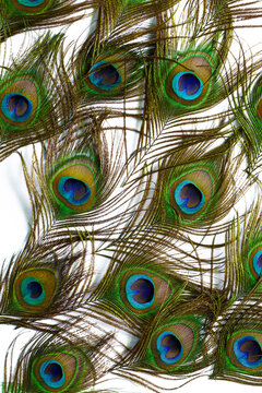 Macro Peacock Feathers On White Background,Clothing And Home Decoration. Peacock Feather On White Background.