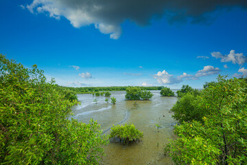 Mangrove forest,River along the mangrove trees,Mangrove forests play a vital role in tropical areas worldwide. They act as nurseries for many marine species