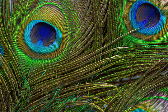 macro peacock feathers,Colorful and artistic peacock feathers, here is a macro image of an illuminated arrangement of peacock feathers.