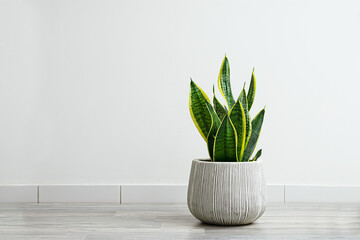 Sansevieria or snake plants in a gray ceramic flowerpot in the room on the light background,...