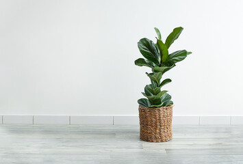 Home plant Ficus Lyrata or Fiddle Fig in a wicker flowerpot in the room on the light background, minimal modern interior with copy space