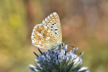 Chalkhill Blue butterfly on wildflower. Small blue butterfly, Polyommatus coridon or Lysandra coridon 