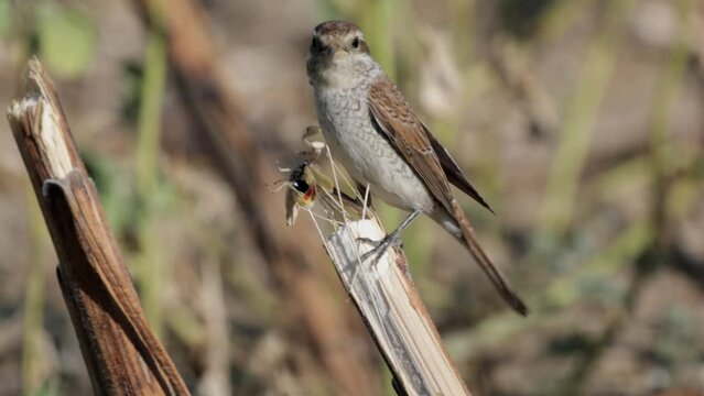 Red-backed shrike female or Lanius collurio eating praying mantis.