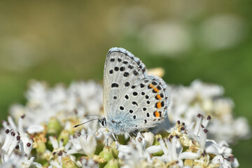 Himalayan Blue Butterfly, Pseudophilotes vicrama. Rare little blue butterfly on wildflower