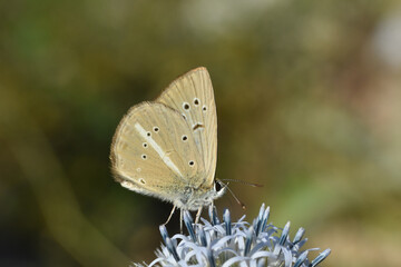 Ripart's anomalous blue (Polyommatus ripartii). Little blue butterfly on wild grass