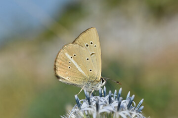 Ripart's anomalous blue (Polyommatus ripartii). Little blue butterfly on wild grass