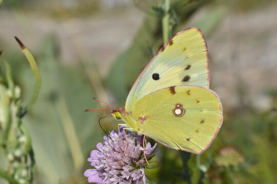 Pale clouded yellow butterfly. Colias hyale, the pale clouded yellow butterfly feeding on meadow