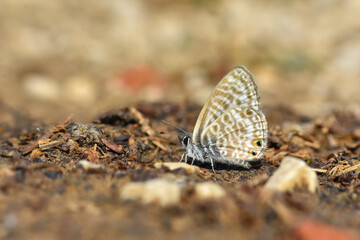 Lang's short-tailed blue butterfly. Leptotes pirithous, common zebra blue