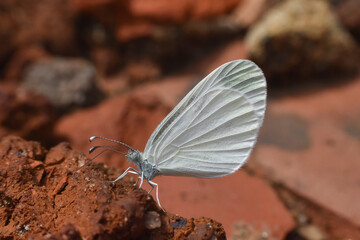 The Wood White butterfly, Leptidea sinapis