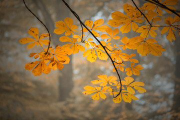 Jesienne liście kasztanowca. Jesienne scenerie. Dekoracje z liści. Obrazy na ścianę. Jesienny park. Artystyczne zdjęcia przyrody.