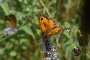 Gatekeeper butterfly in nature. Pyronia tithonus or gatekeeper butterfly on leaf in bush
