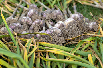Harvested garlic on the grass while drying in the sun