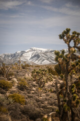 Snow capped desert mountains in Pahrump Nevada with tall Joshua trees in foreground