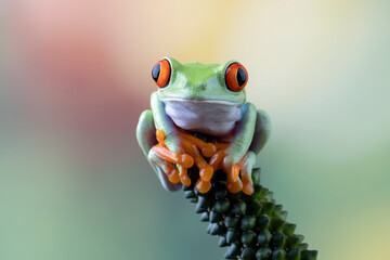 Red-eyed tree frog closeup on bud, Red-eyed tree frog (Agalychnis callidryas) closeup on branch