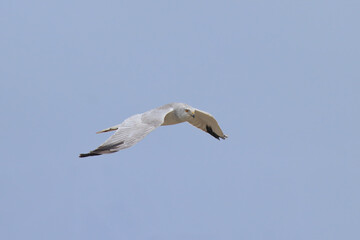 flying in the air Circus macrourus