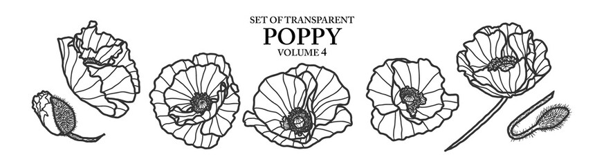Cute hand drawn isolated gray outline poppy on transparent background png file (Volume 4)