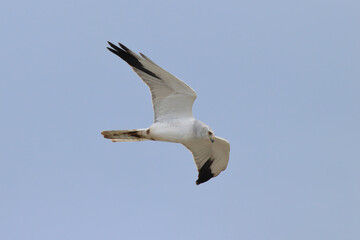 flying in the air Circus macrourus