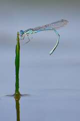Caballito del diablo (Erythromma lindenii)