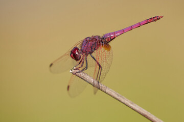 Libelula (Trithemis annulata)