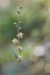 Orquídea (epipactis kleinii)