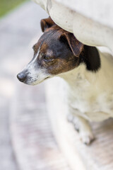Hund, Terrier beim Spaziergang im Park im Sommer ohne Leine