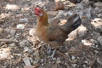 Funny hen on the ground looking for food while looking at the camera
