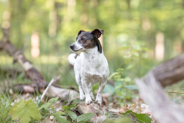 Hund, Terrier bei einem Ausflug im Wald, Sommer