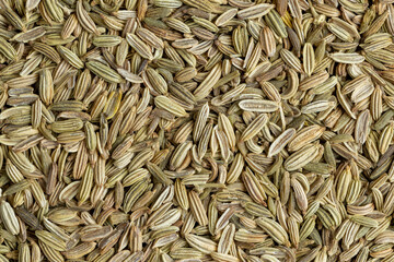 Green fennel seeds for cooking, close up