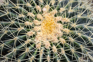Naklejka na ściany i meble Background of cactus with long spines, full frame. Cactus plant close up. Selective focus.