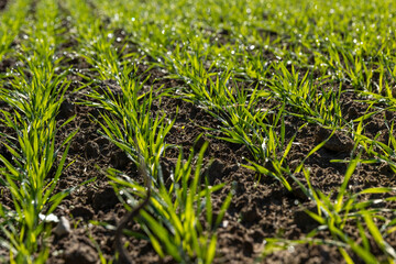 Winter wheat variety covered with dew drops