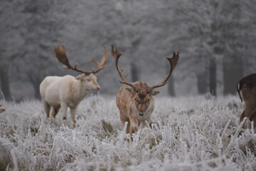 some fallow deer in a field covered in hoar frost
