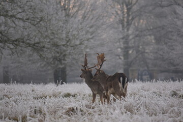 some fallow deer in a field covered in hoar frost