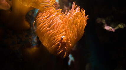 Well hidden clown fish (Amphiprion ocellaris) is looking out of its anemone