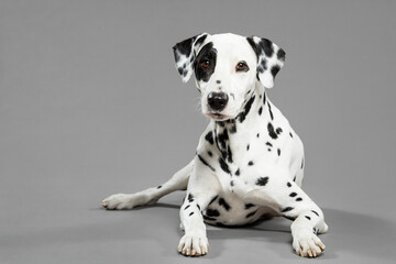 cute dalmatian dog lying down on a grey background in the studio