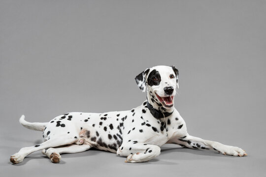 cute dalmatian dog lying down on a grey background in the studio