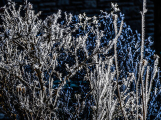 Winter frost on Rosebush with rose hips