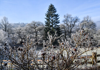 Winter frost on garden plants