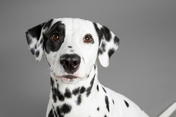 cute dalmatian dog close up head portrait on a grey background in the studio