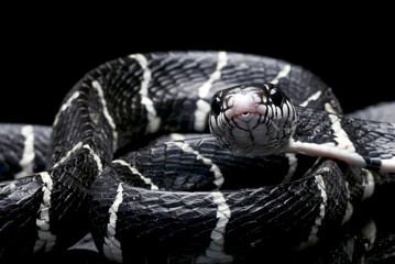 Boiga dendrophila, commonly called the mangrove snake or the gold-ringed cat snake
