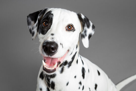 Cute Smiling Dalmatian Dog Close Up Head Portrait On A Grey Background In The Studio