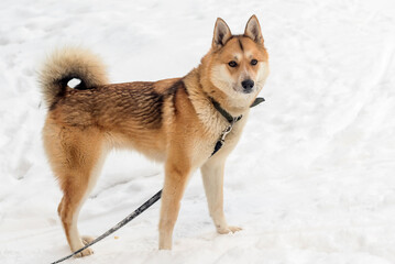West Siberian adult dog Laika on a winter walk in full growth.