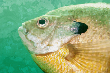 Digitally created watercolor painting of an extreme close-up of the side of a bluegill scales, fins and black dot