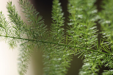 Close up of green plant branch, gardening concept.