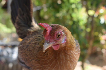 Funny hen looking for its food watching the camera