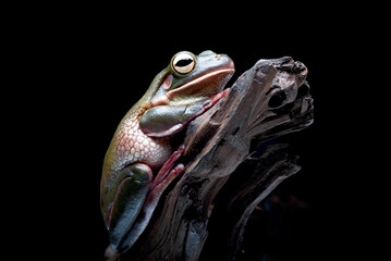 The Australian green tree frog (barkRanoidea caerulea) on the tree
