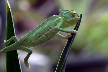 Close up photo of a baby veiled chameleon 
